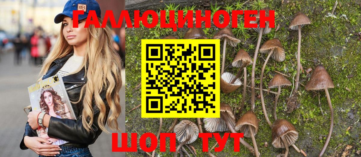 где можно купить наркотик  Псилоцибиновые грибы Cubensis  Лабинск  Псилоцибиновые грибы ЛСД 